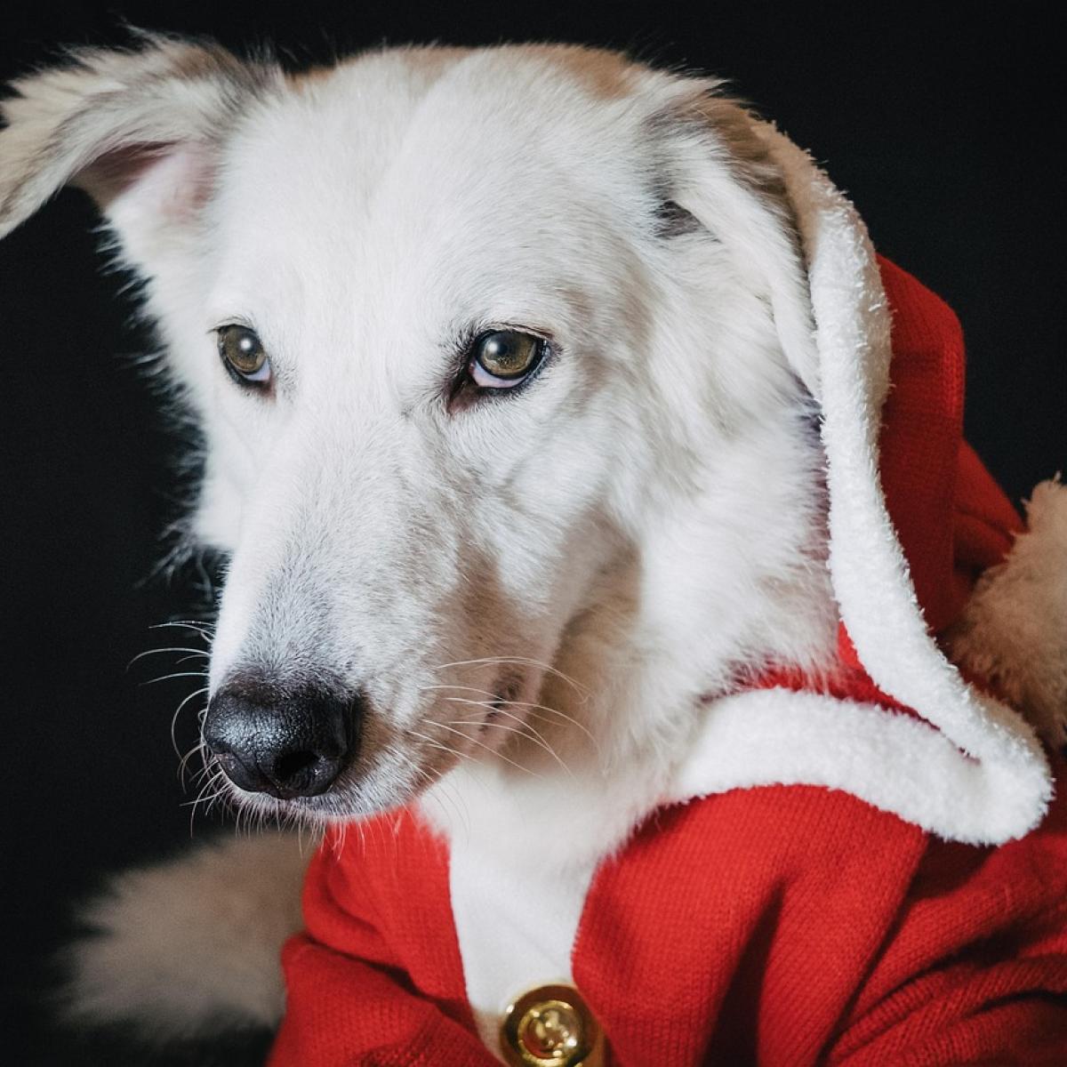 Top Activities to Enjoy at the Santa Gathering